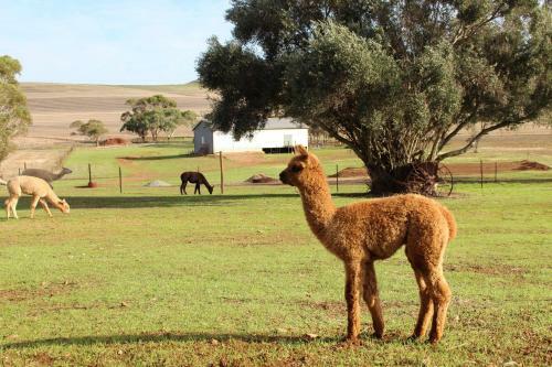 Agroturismo Ossies Homestead Farmstay