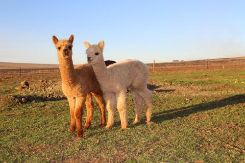 Agroturismo Ossies Homestead Farmstay