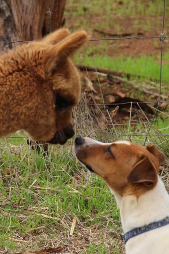 Agroturismo Ossies Homestead Farmstay