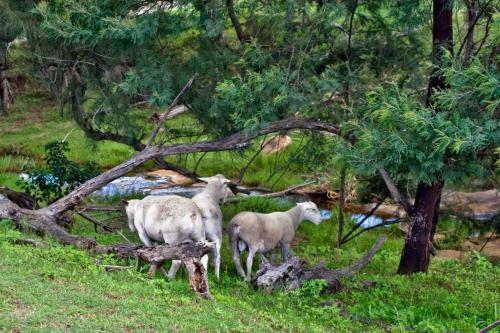 Agroturismo Hunter Riverpines Stay