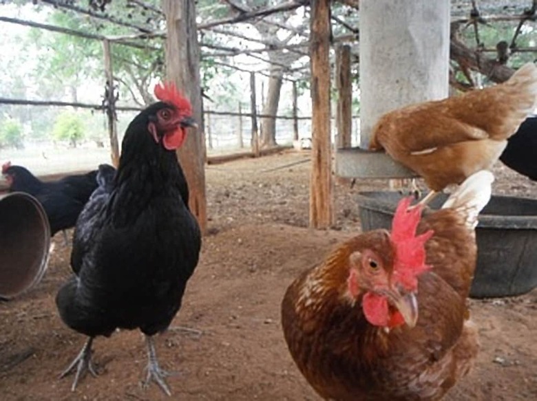 Agroturismo Myella Farm Stay