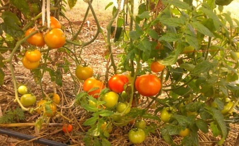Agroturismo Myella Farm Stay