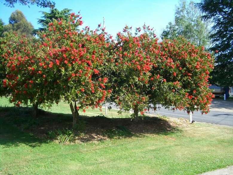 Rainbow Pines Tourist Caravan Park