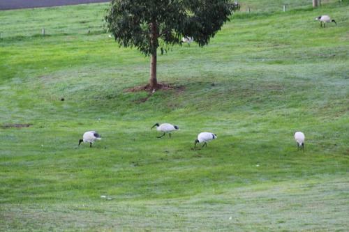 Nyora Lodge B&B