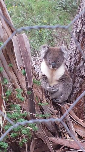 Bed & Breakfast Stringybark Hills Retreat