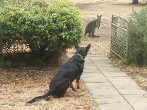 Grampians Historic Homestead B&B