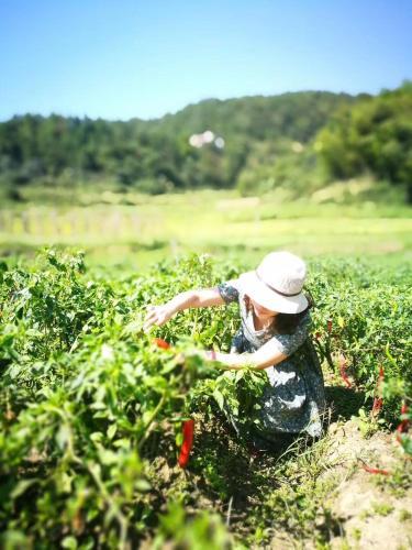 Hostal Zhang Jiajie Tujia Ethnic Guesthouse