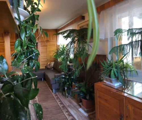 Apartman Olesnik