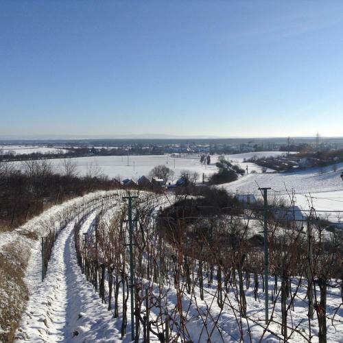 Vinn� Sklipek U Sidonie