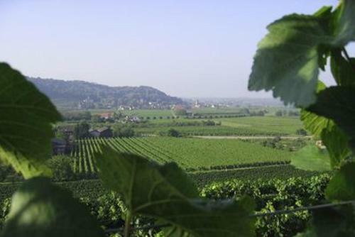 Apartamento Weingut Landerer