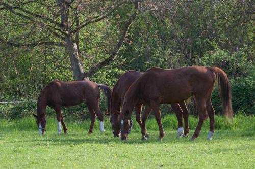 Agroturismo Fewo Oberle