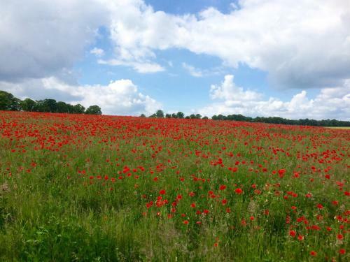 Klosterhotel Marienflie�