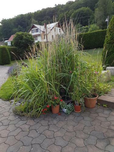 Apartamento Ferienwohnung Am Rennsteig Bei Eisenach - Ilona Schmidt