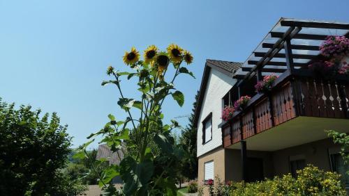 Apartamento Blumenwiese - [#116856]