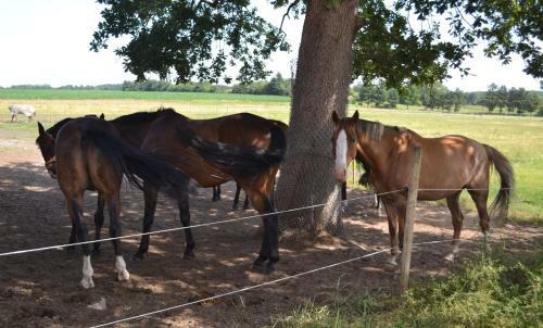 Bed & Breakfast Tistrup