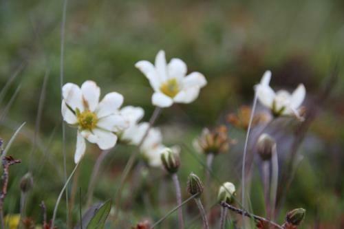 Lyngen Havfiske Og Tursenter
