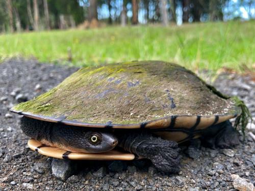 Lodge Kookaburra Cottage At Uralba Eco Cottages