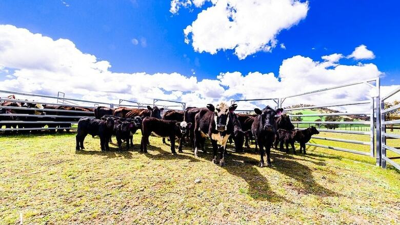 Agroturismo Hillview Farmstay