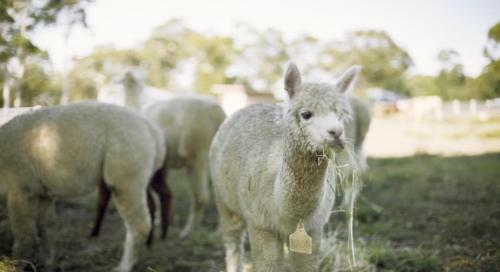 Agroturismo The Woods Farm Jervis Bay