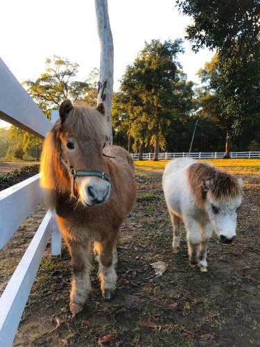 Agroturismo The Woods Farm Jervis Bay