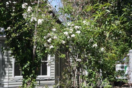 Hostal Foxglove Gardens