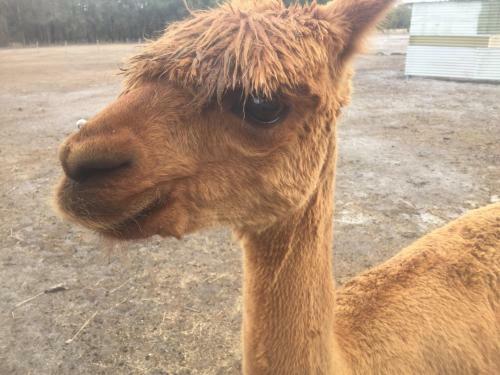 Agroturismo Kerriley Park Farmstay