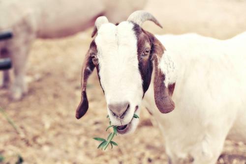 Agroturismo Redwing Farm Stay