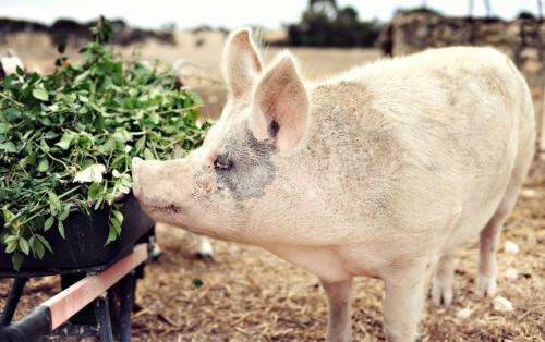 Agroturismo Redwing Farm Stay
