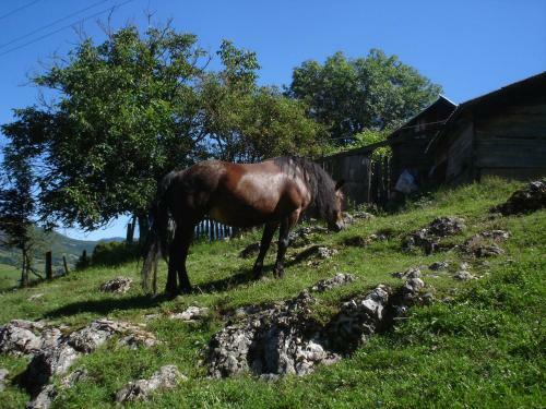 Holiday Park Zelenkovac