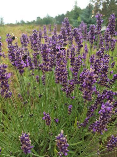 Landhotel "sumpfm�hle" Am Tharander Wald