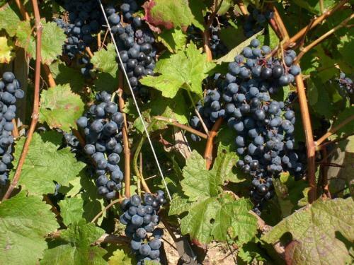 Agroturismo Winzerhof Spengler