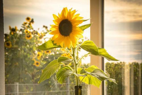 Apartamento Ferienwohnen Im Ziegelfeld