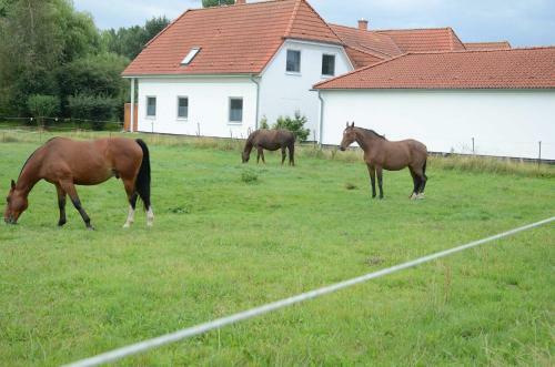 Apartamento Ferienwohnung Boddenblick