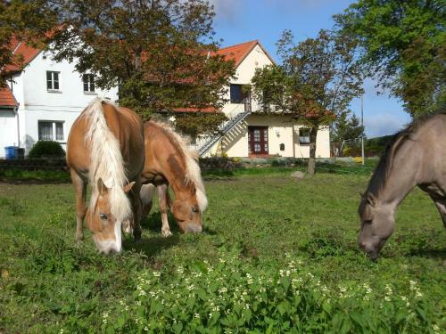 Nice Apartment With Private Terrace In Kropelin Germany