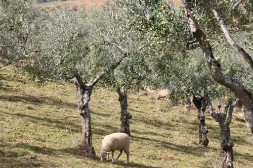 Agroturismo Casa Tener�as