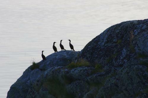 Bed & Breakfast Kaikanten Rorbuer - R�st