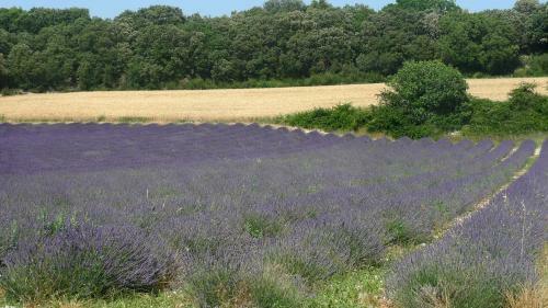 Le Lavandin