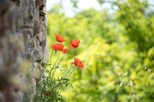 Bed & Breakfast Le Mas Des Romarins