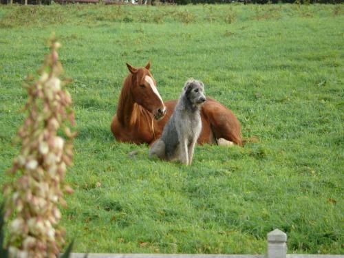 G�te De L'etot Fossey