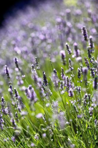 Hotel R�sidence Le Sporting