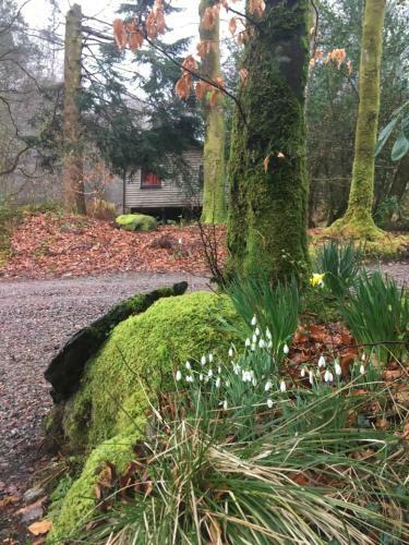 Woodland Cabins, Glencoe