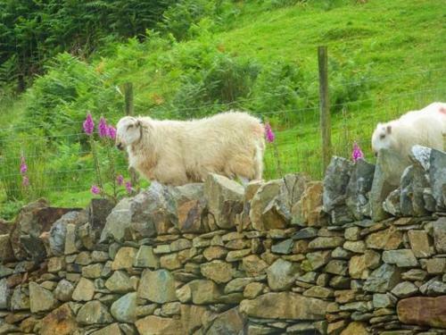 Tyn Llwyn, Dolgellau