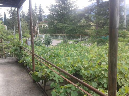 Green Homestay