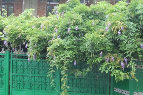 Green Homestay