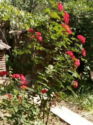 Apartamento Guest House Borjomi
