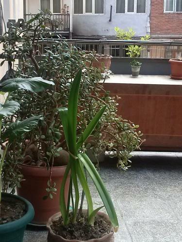 Hostal Guest House Borjomi