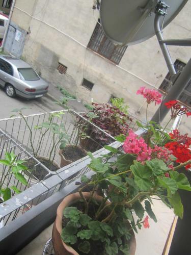 Hostal Guest House Borjomi