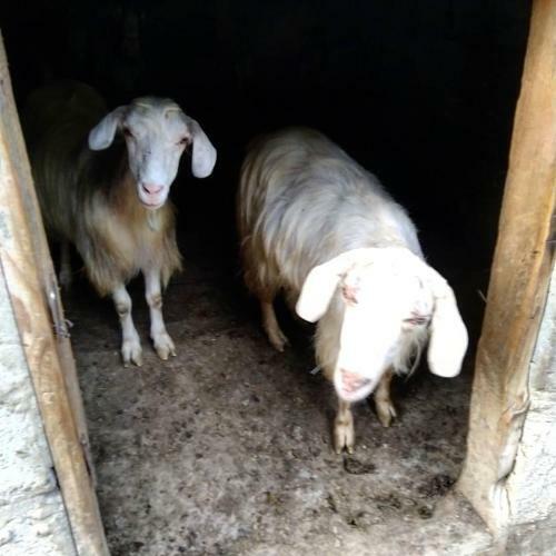 Agroturismo Mtskheta Camps