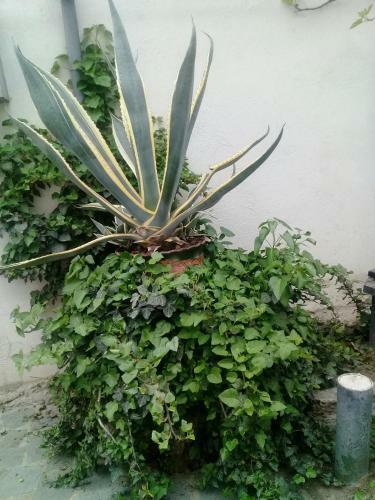 Hostal Guest House Andria
