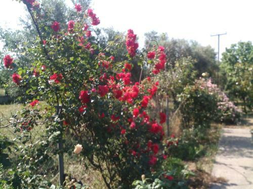 Agroturismo Beautiful Cottage With A Rose Garden